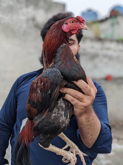 top quality aseel breeder available in best price.