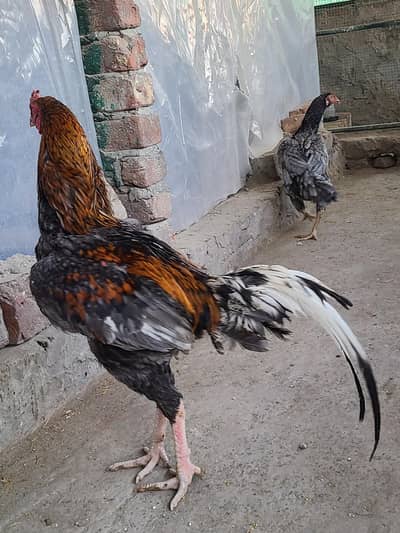 Aseel murga for sale aor turkey birds bi sale ky leya hai