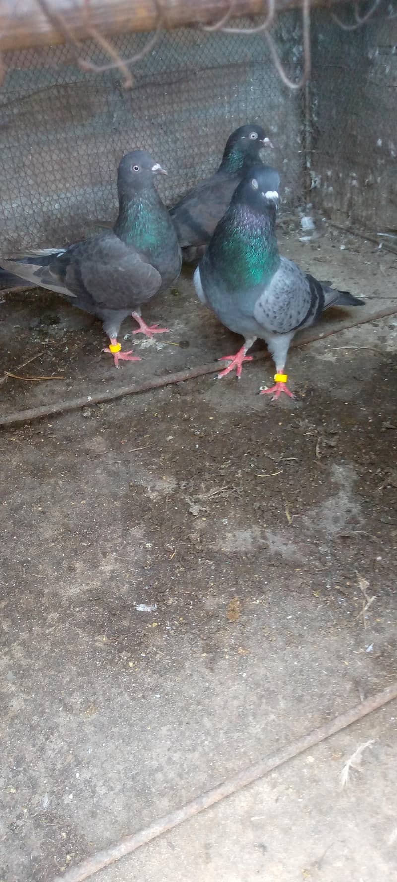 کبوتر فور سیل 8