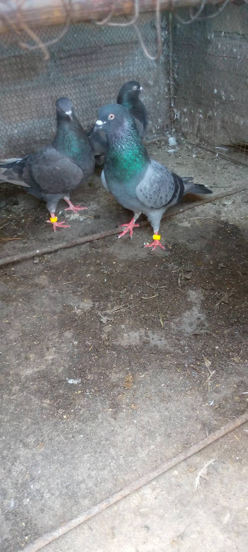 کبوتر فور سیل 9