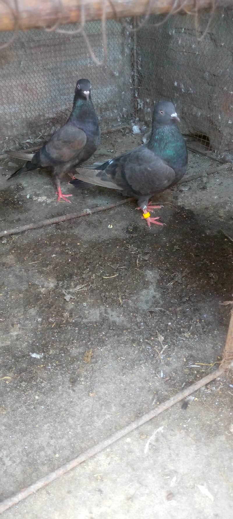 کبوتر فور سیل 11