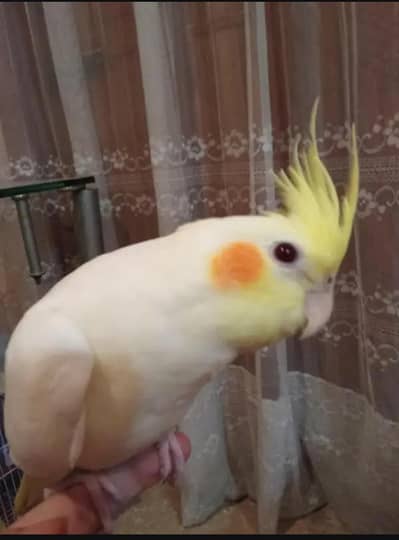 Common white Cocktaile chick  for sale