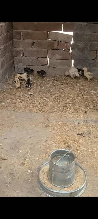 Amroha aseel chicks available for sale