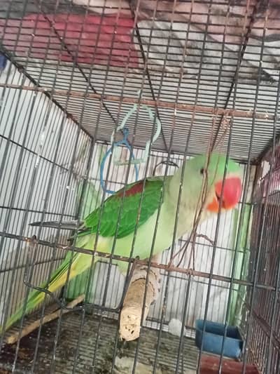 Alexander raw parrot handtame