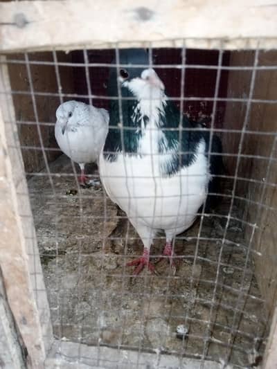 total 7/8 hain Jo sel krne hain  rabta no 03248475108