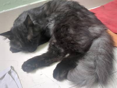 Domestic Longhair cat