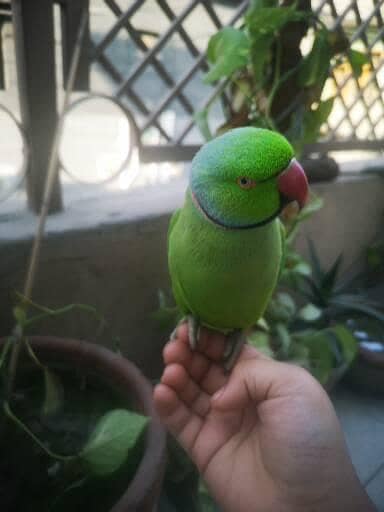 Fully tamed parrot kashmiri