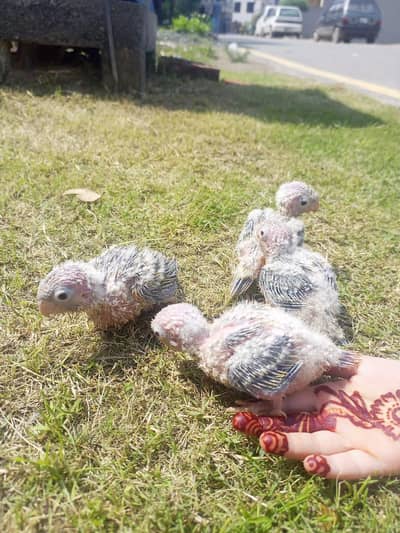 Pineapple chick's available  03234262875