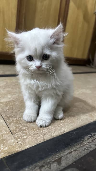 Male Persian Triple Coat 2.5 Month Kitten Cat.