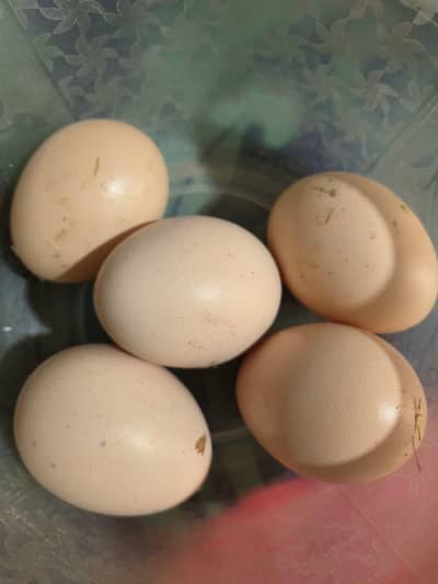 Oh samo k orejnall Andy  Taza Ande 100 garanti 030045.90211