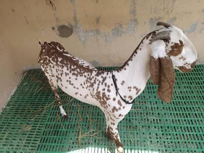 goat for sale
