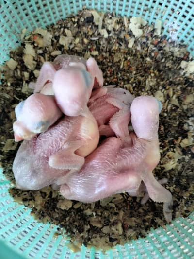 ring neck chicks green parrots for handtame
