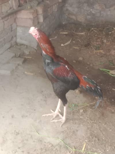 Pure aseel murga Good Height good color good for breeding