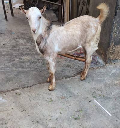 tedda /teddy/bakra/bakri/goat/black/white/sheep/sale/for sale