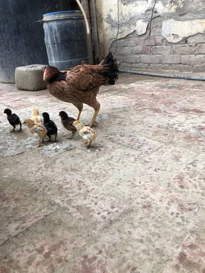 panjabi chicks avilable