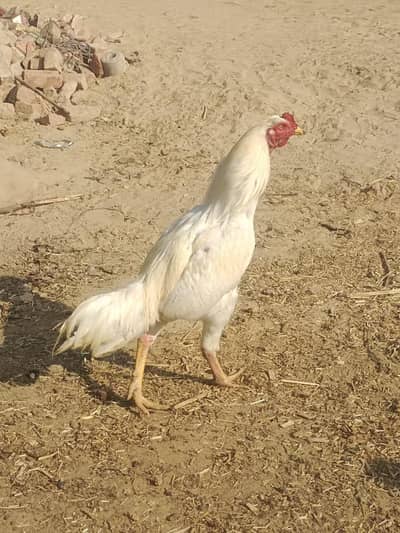 aseel heraa murga only lenay wale hazrat rabta kerye