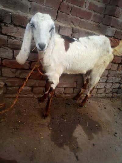 desi path Jis Bhi ne Leni ho rabta kary male k sath exchange bi ho Jay