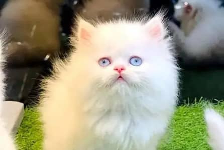 Persian cat for sale my WhatsApp number  0370-36-59-905