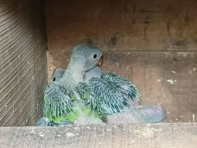 Parrots chicks