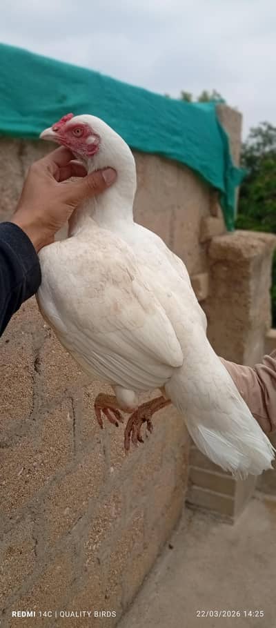 long hight Heera female