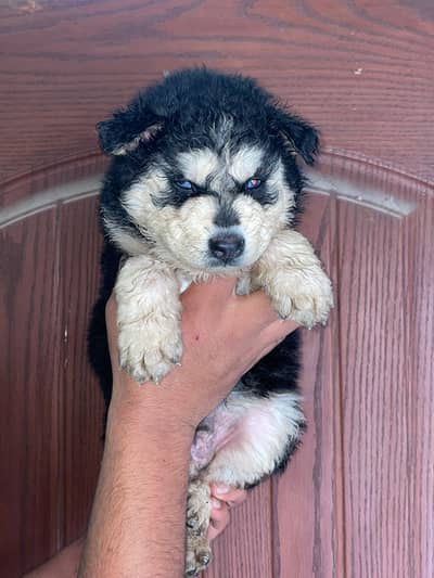 sabarian husky puppies male