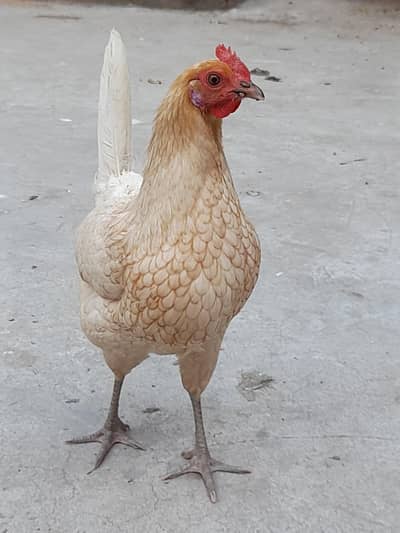 beautiful starter egg laying hen