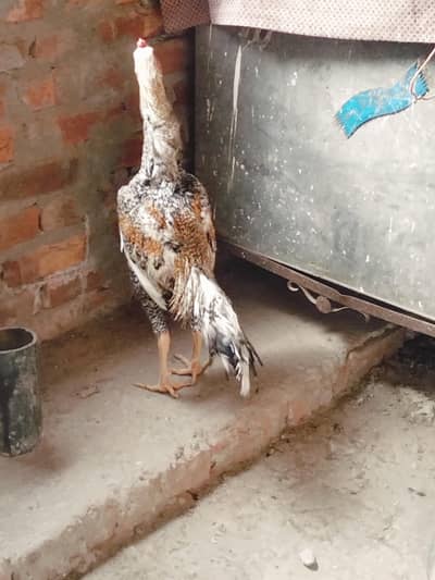 urgent sale shamo pathay  only 17000 hight 2.5 contact 03214167286