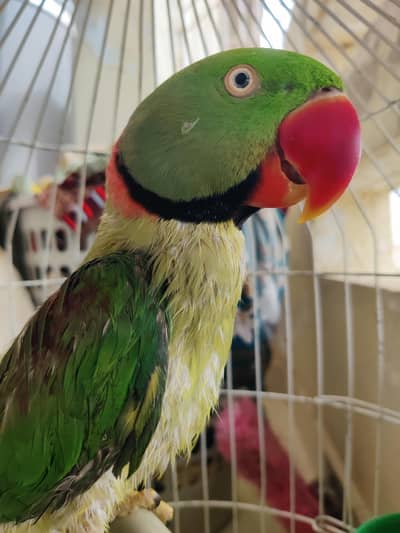 Talking Parrot and hand tame