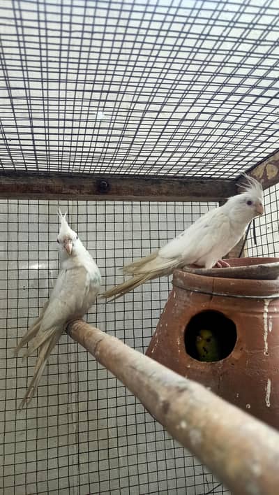 Red eyes cocktail breeder pair king size