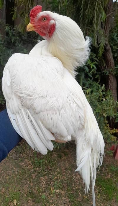 Top quality paper white Heera Aseel male Available