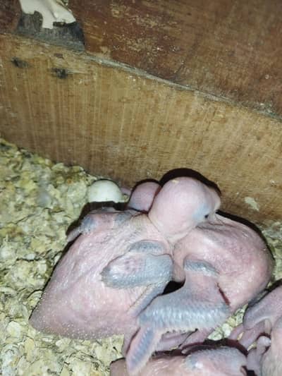 Green parrot Chicks age 10 days For Sale