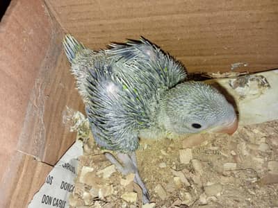 kashmiri raw parrot chick