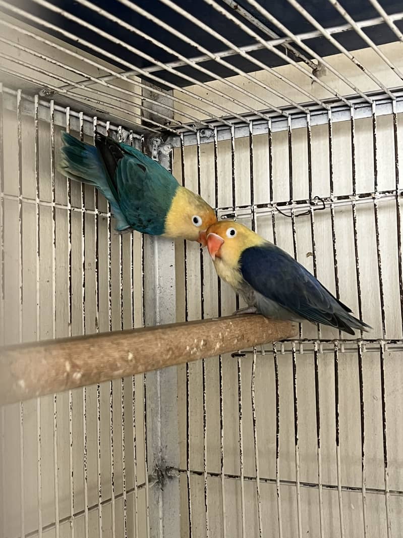 Parblue opline split pf 0