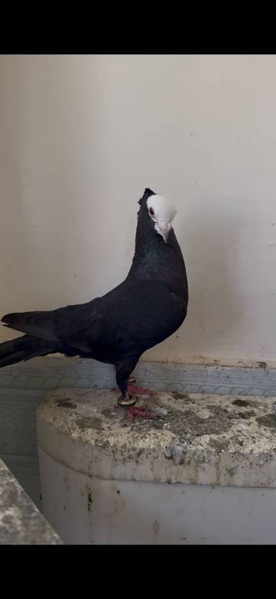 Total 16 Fancy Pigeons For Sale