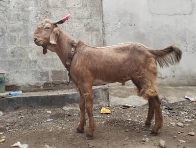 Bakra 4 sale