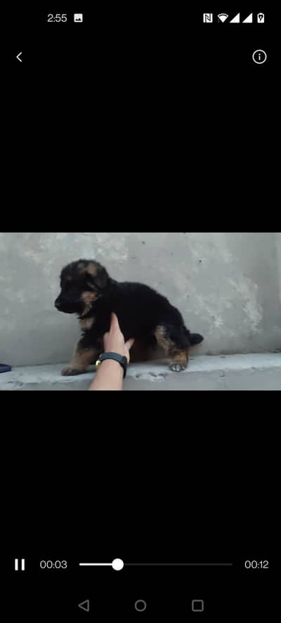 fimale puppy