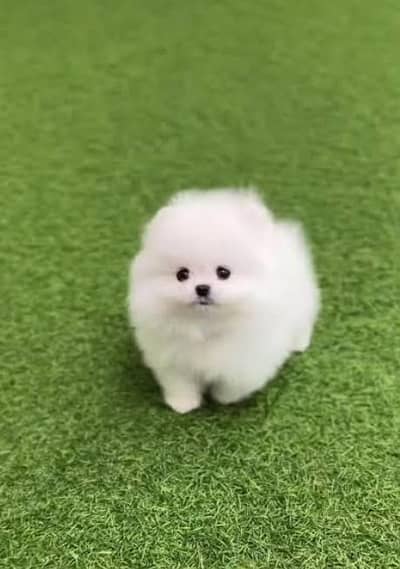 Pomeranian puppies for sale 2 month age Whatsapp 03457084434