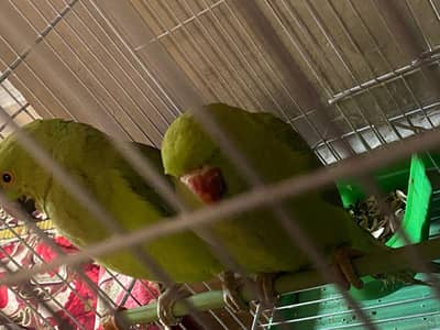 GREEN RINGNECK PARROT PAIR FOR SALE