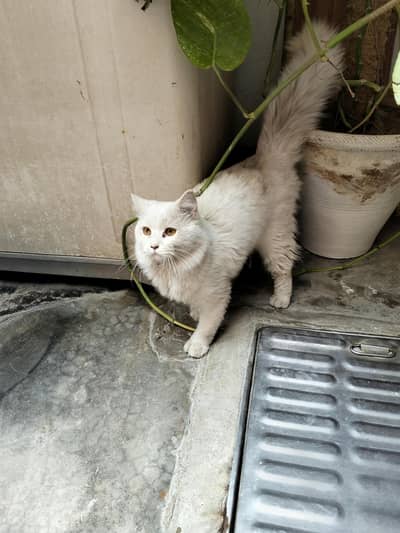 PERSIAN MALE ADULT CAT. .