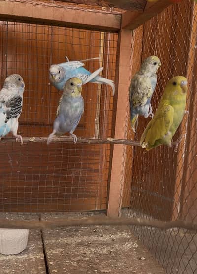 Budgies 3 male 2 females