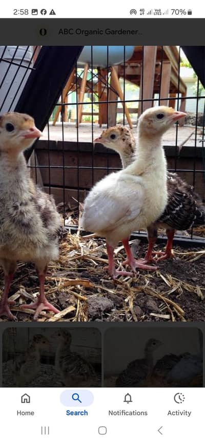Turkey Birds egg and chicks for sale