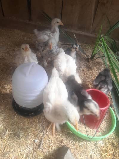 bantam and astrolop chicks