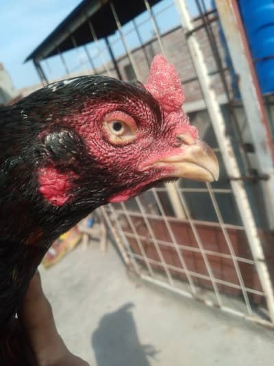 High Quality *(Rampuri+Amrohi)*