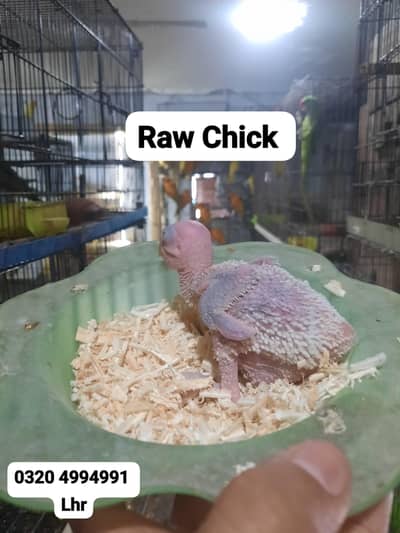 Kashmiri Raw jumbo size chick