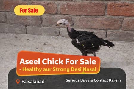 Aseel Chick for Sale – Healthy aur Active Desi Nasal