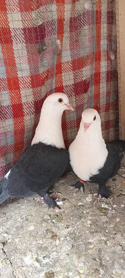 Black karblai pair & One black Krbali Male