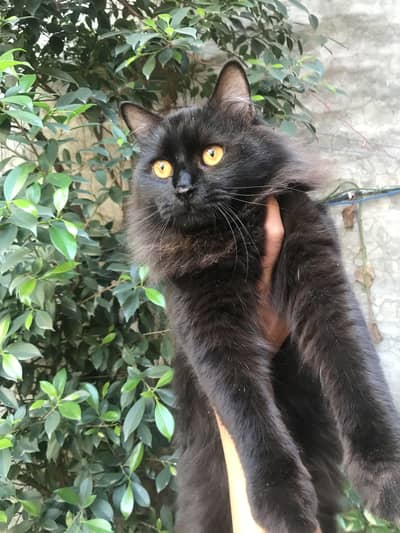 Persian male cat available