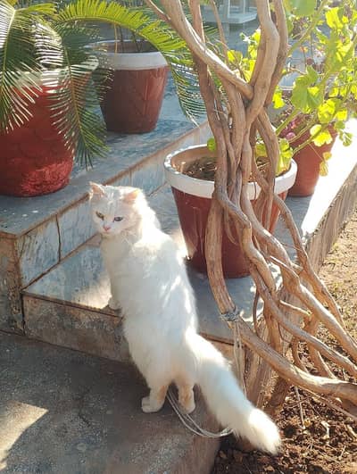 white Persian cat for sale