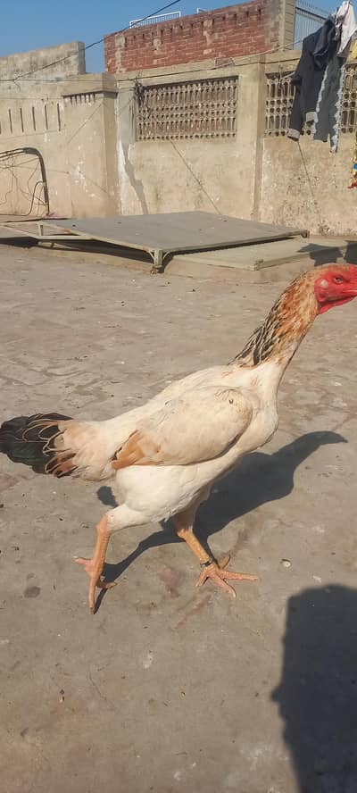 shamoo chicks 0.3. 2.2. 6.5. 9.2. 8.11