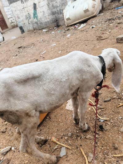 male baccha 3 month ka